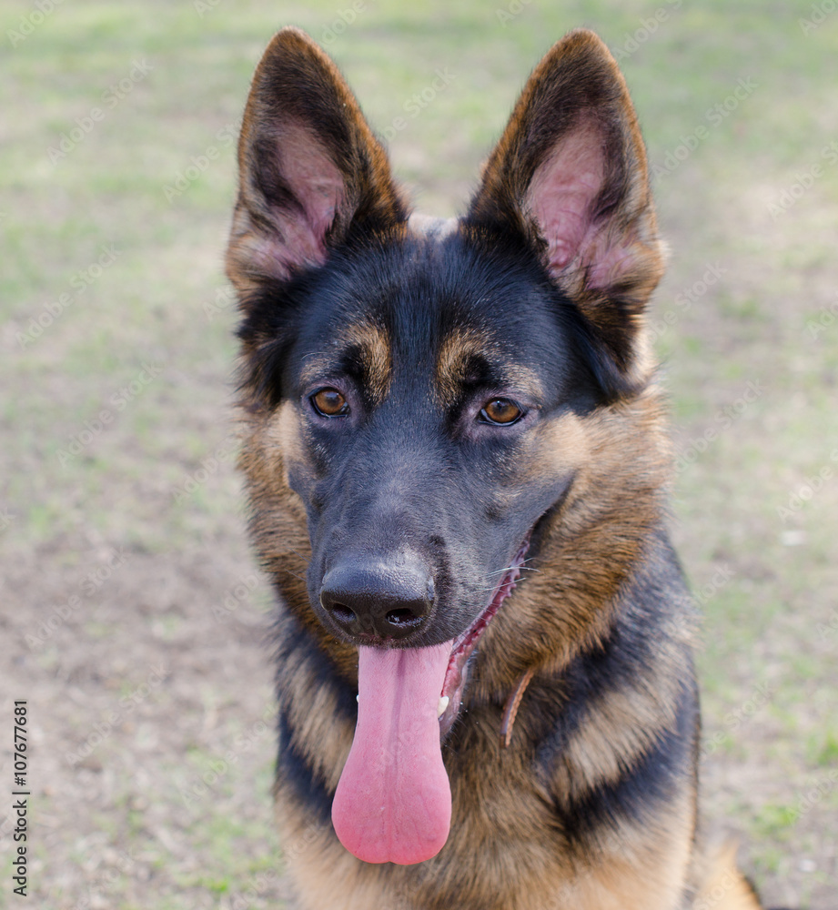 Outdoor portrait of a beautiful German shepherd Outdoor portrait of a beautiful German shepherd