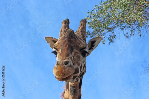 Giraffe photo © RATOCA