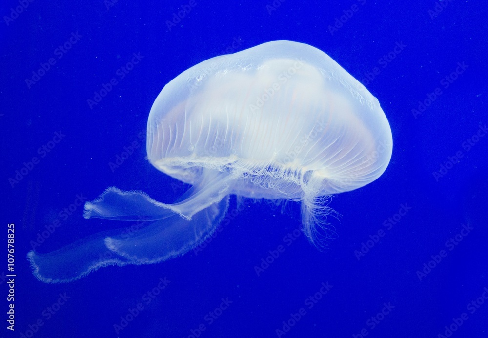 Fototapeta premium White jellyfish in Aquarium Pula