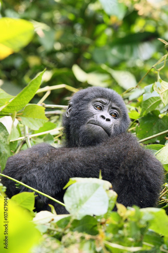 Young mountain gorilla (Gorilla beringei) sitting in the green forest