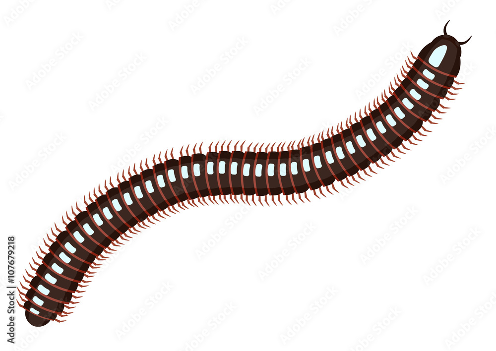 Millipede vector illustration . Centiped millipede ecartoon posing