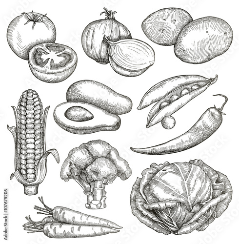 Vegetables  sketches  hand drawing  vector set