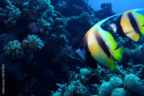 coral fish underwater background