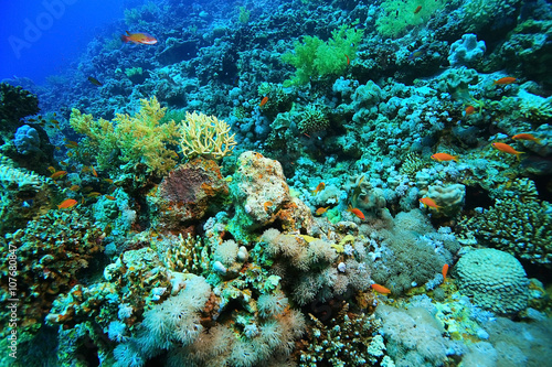 Fototapeta Naklejka Na Ścianę i Meble -  small coral fish underwater