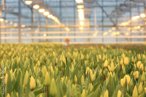 Plantation of tulips in a greenhouse Agribusiness