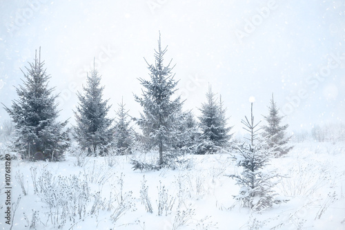 winter landscape, fir forest in frost and traces of animals on the snow