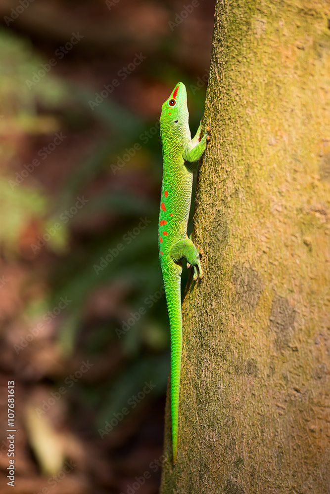 Fototapeta premium Green gecko