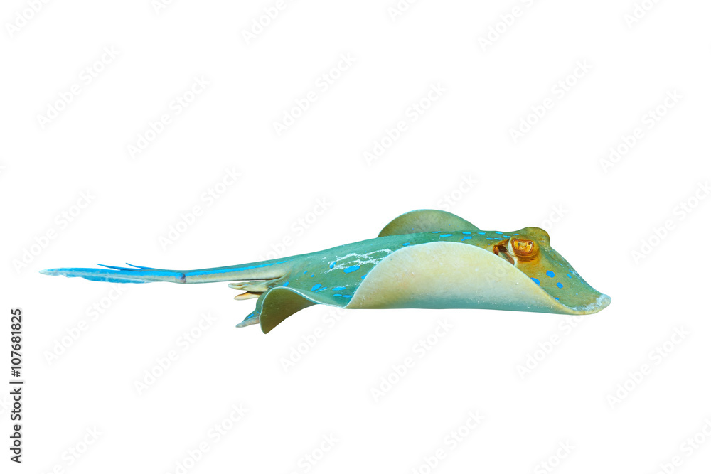 Fototapeta premium Bluespotted ribbontail ray (Taeniura lymma), isolated on white background.