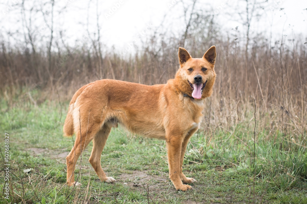 Red mixed breed dog portrait