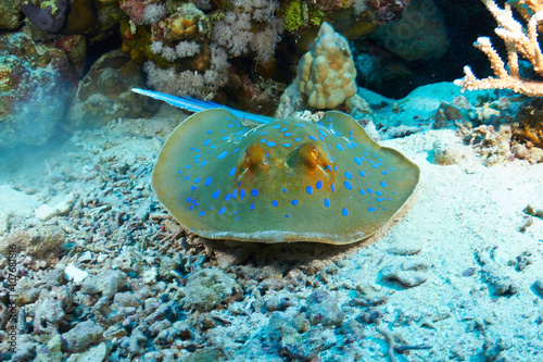 Bluespotted ribbontail ray (Taeniura lymma), in the Red Sea, Egypt.