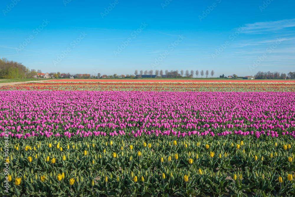 Colorful flower beds full of blooming tulips plants