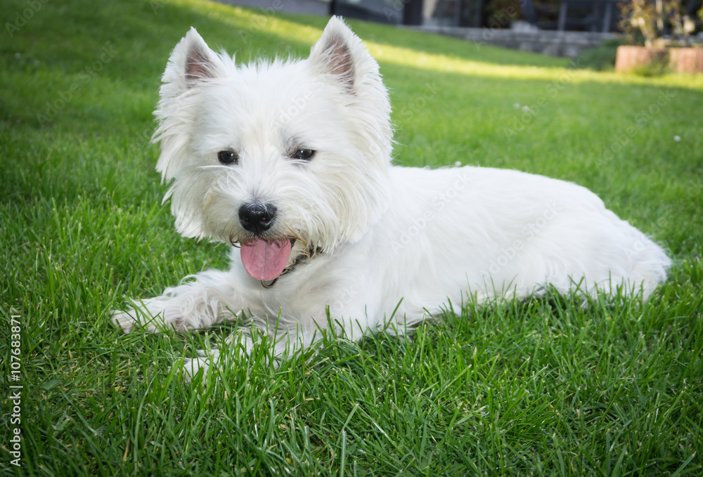 West Highland White Terrier, der heuchelnd im Gras liegt West Highland White Terrier, der heuchelnd im Gras liegt