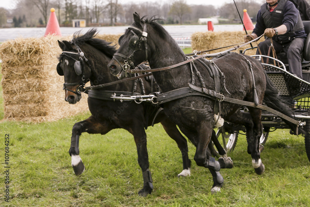 Twee zwarte paarden nemen de hindernis. Twee zwarte paarden nemen de hindernis.