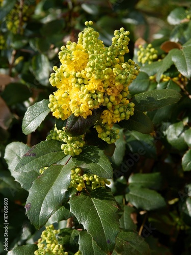 Mahonia bush with yellow flowers at spring