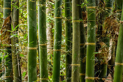 Bamboo forest scene in northern Thailand mountain