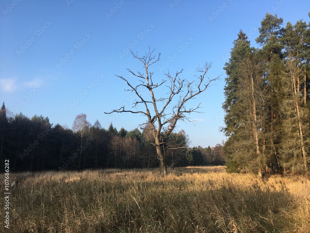 Fototapeta premium las