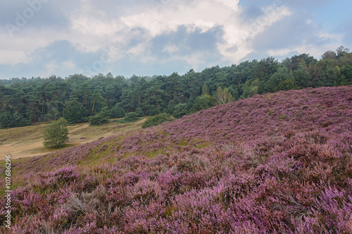 Morning at the heather fields