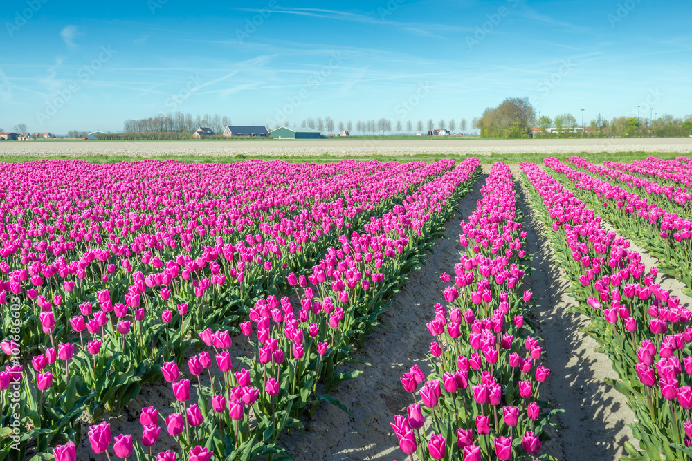 Colorful flower beds with pink blooming tulips