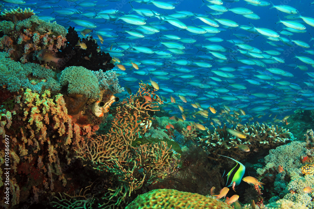 Obraz premium Schooling Fusiliers over a Colorful Coral Reef. Gam, Raja Ampat, Indonesia