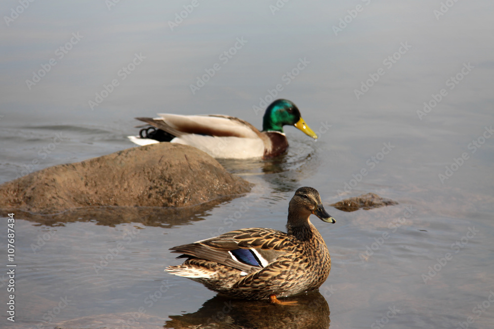 Ein paar Enten während der Brutzeit Stock-Foto | Adobe Stock