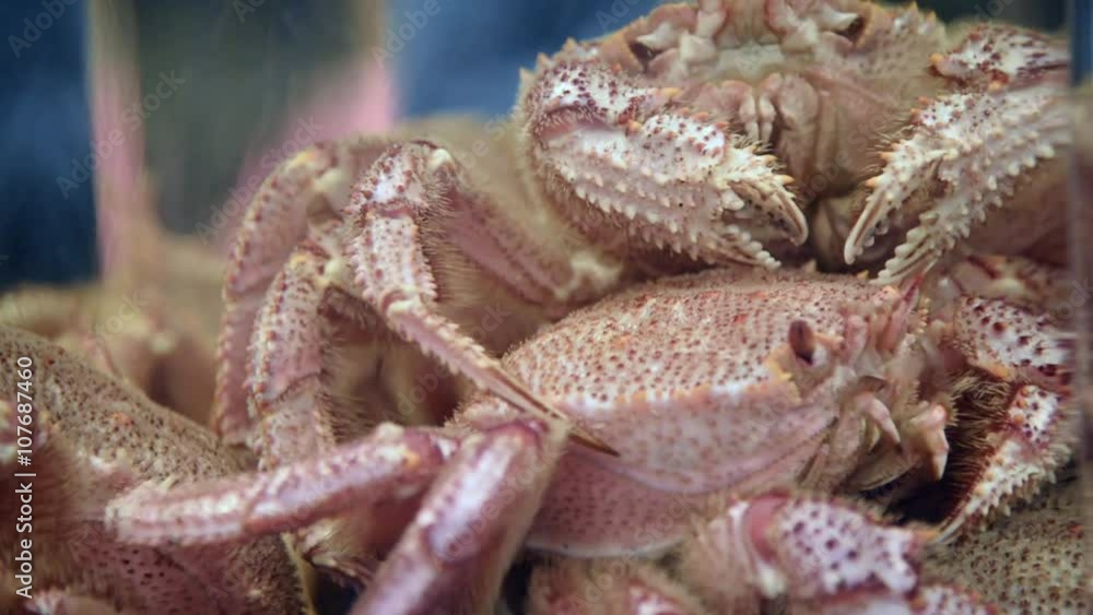 Living Japanese Giant crab in the water in restaurant prepared for food Living Japanese Giant crab in the water in restaurant prepared for food