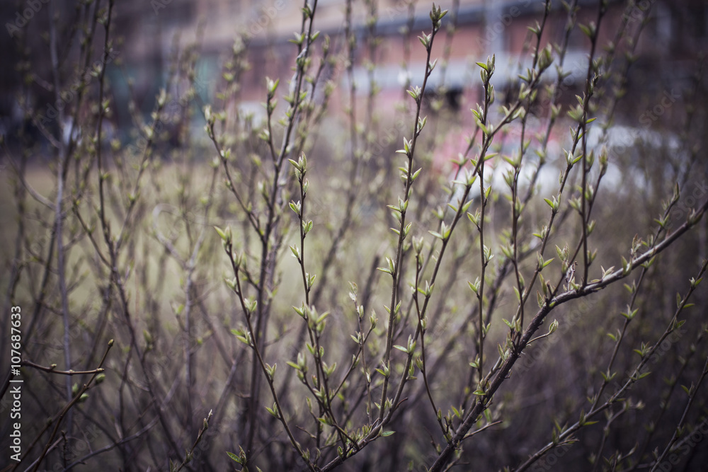 branches with leaves and buds branches with leaves and buds