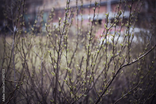 branches with leaves and buds 