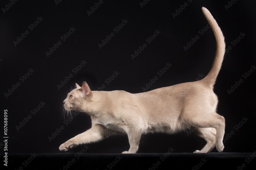 Purebred cat isolated on black background Purebred cat isolated on black background