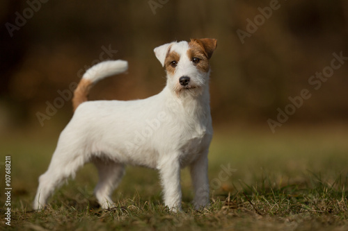 Purebred Jack Russell Terrier dog © Mikkel Bigandt