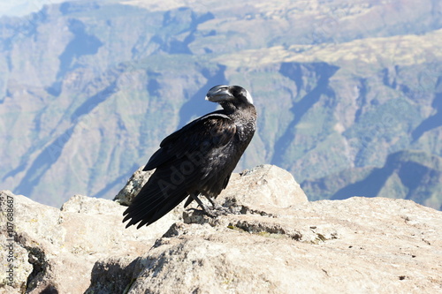 White-necked raven in Simien mountains. Ethiopia