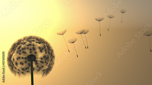 Fototapeta Naklejka Na Ścianę i Meble -  Pusteblume Silhouette