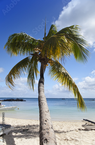 Fototapeta Naklejka Na Ścianę i Meble -  Palm trees on tropical island