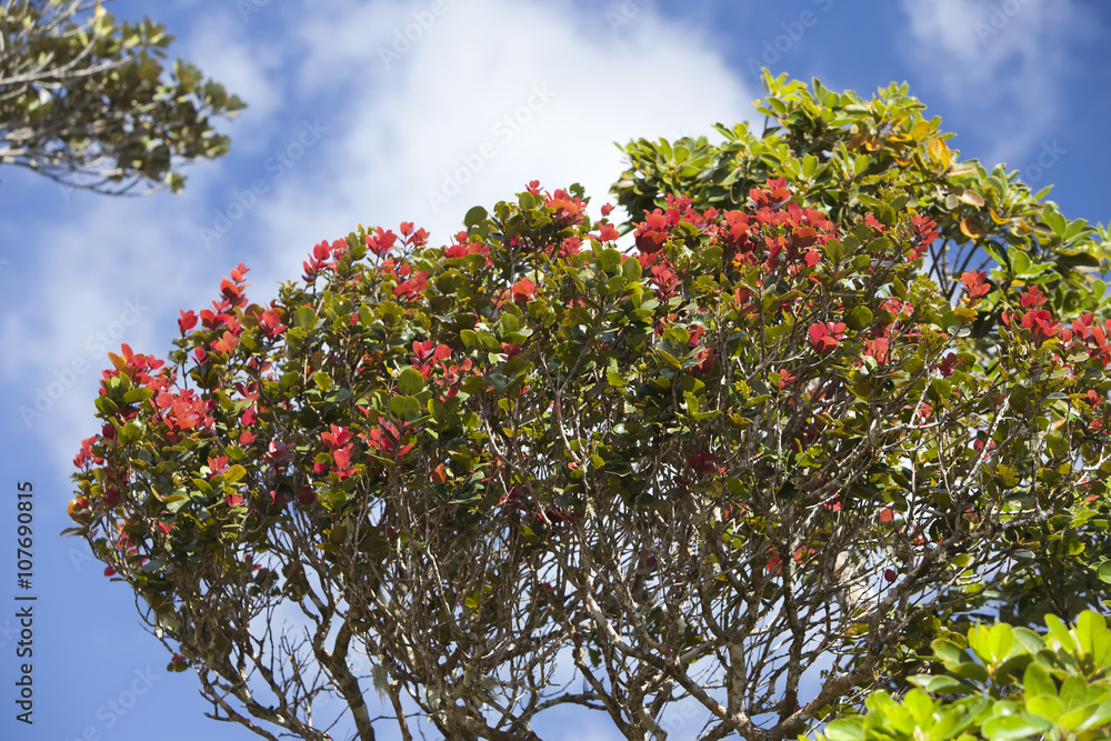 tropical tree with leaves, red on the ends of branches (Photinia), Mauritius tropical tree with leaves, red on the ends of branches (Photinia), Mauritius