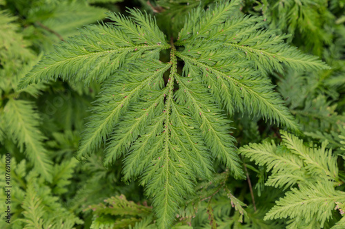 fern leaf close-up