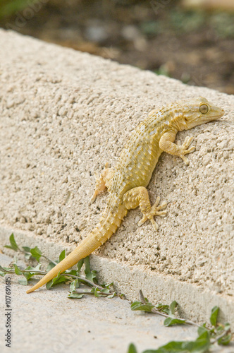 Moorish gecko, Tarentola mauritanica