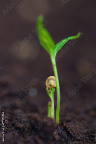 green sprouts growing out from soil