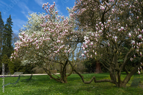 Magnolia trees in early spring
