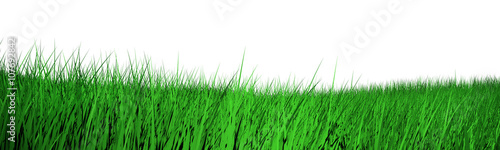 3d grass isolated on white background