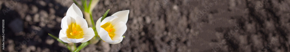 The awakening of nature, Earth Day. White crocus on background z The awakening of nature, Earth Day. White crocus on background z