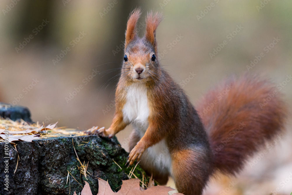The squirrel leans on a tree stump The squirrel leans on a tree stump