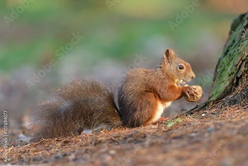 Wide-eyed squirrel with a walnut in the tree