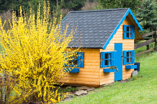 children wooden playhouse in backyard garden after rain with blooming forsythia in the spring 