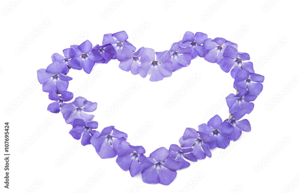 Obraz premium blue flower periwinkle isolated