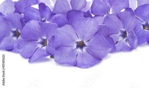 blue flower periwinkle isolated