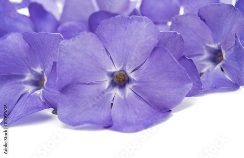 blue flower periwinkle isolated