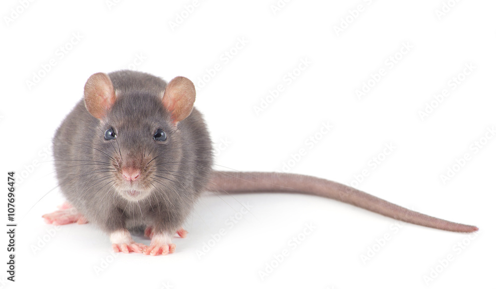 rat rat