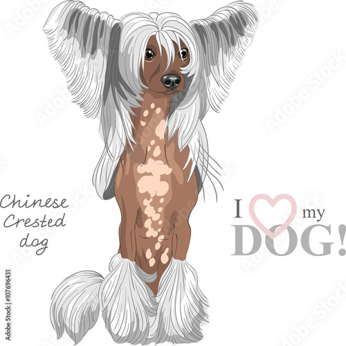 Photos Hairless Chinese crested dog sitting, dark skin
