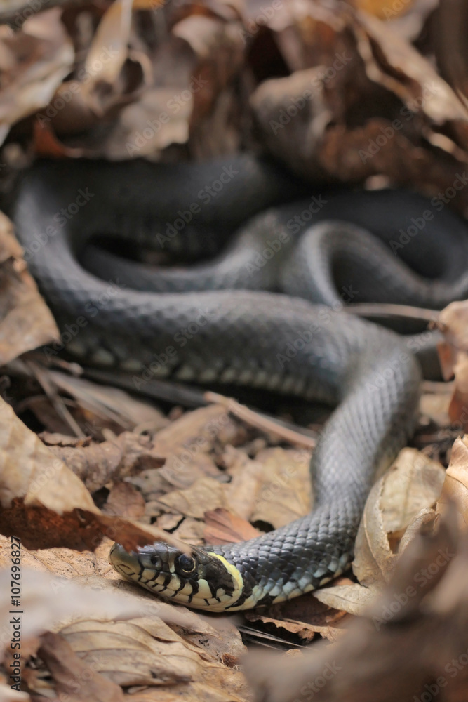 Natrix natrix, Grass snake Natrix natrix, Grass snake