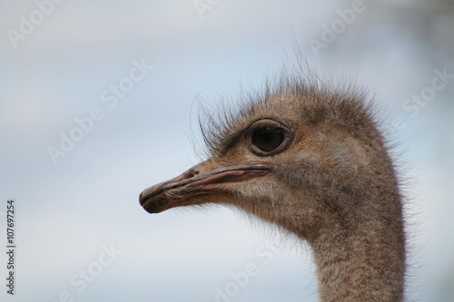 ostrich head