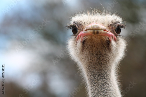 ostrich bird head and neck front portrait in the park